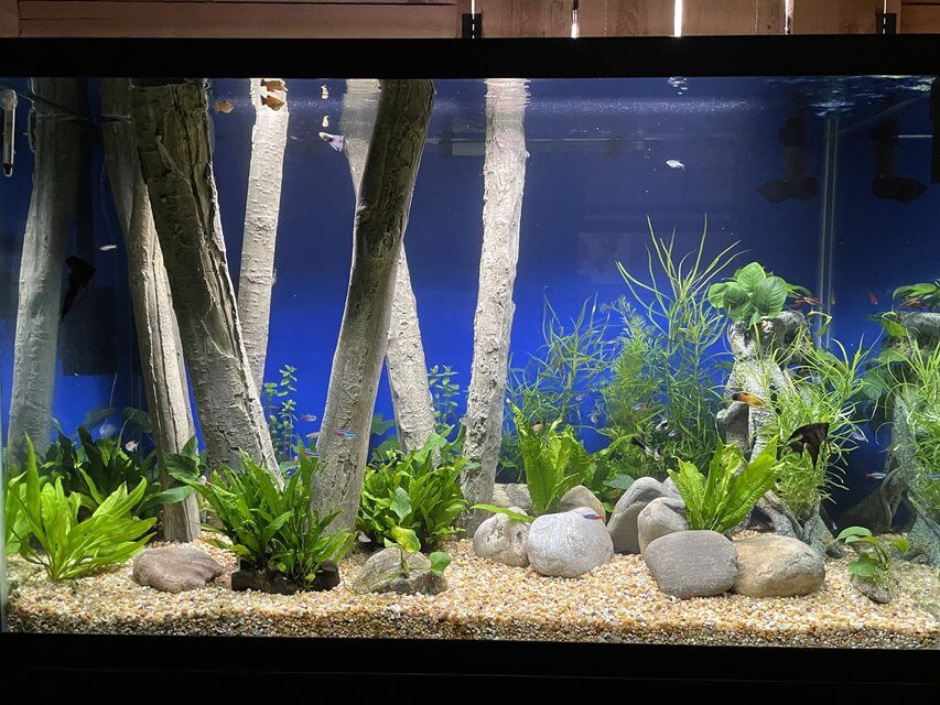 How to Choose Your 200 Gallon Fish Tank